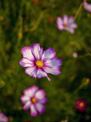 _4690362
