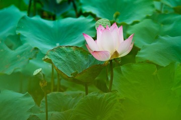 荷06