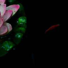 荷04