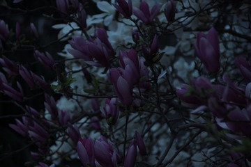 IMG_0508.JPG