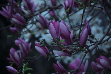 IMG_0509.JPG