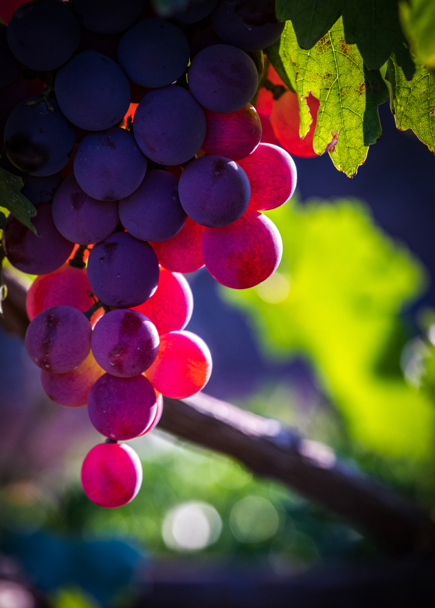 葡萄架下 - 哈老师摄影