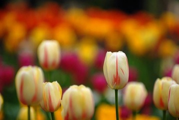 DSC_4307.jpg