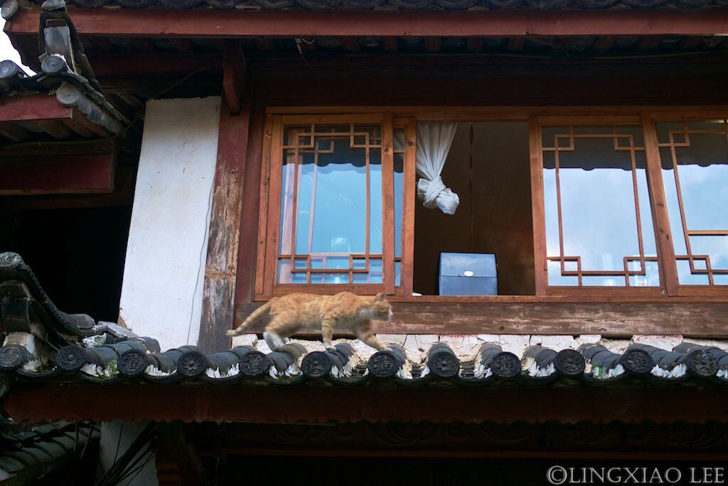 丽江古城 瓦上猫