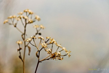 小野花