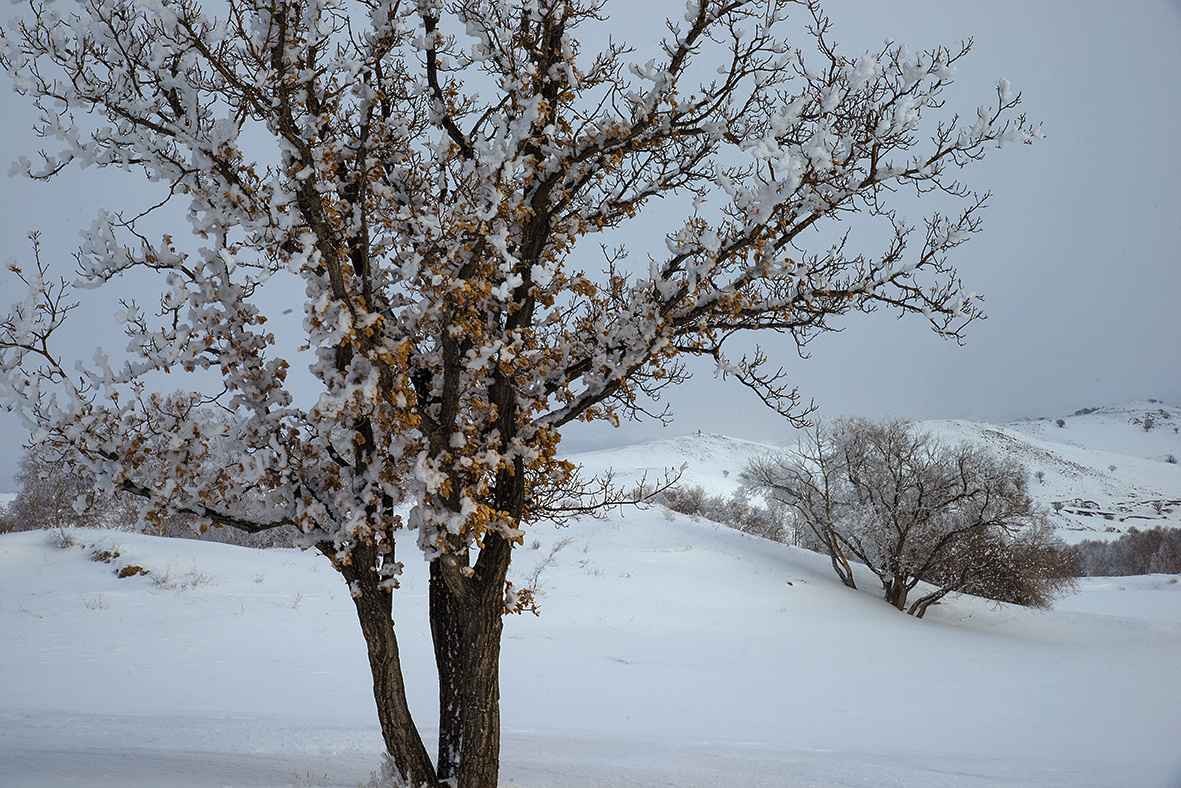  br /> 几棵结霜的栗木树骄傲地展示着残存的色彩.