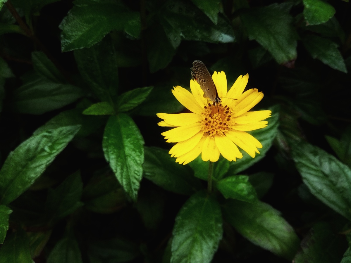 蟛蜞菊 - 华卫 - 图虫网 - 优质摄影师交流社区