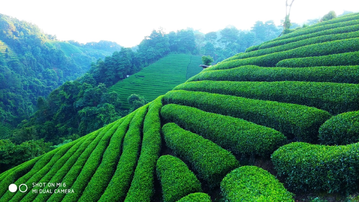 绿满茶山 - 风中的云儿 - 图虫网 - 优质摄影师交流社区