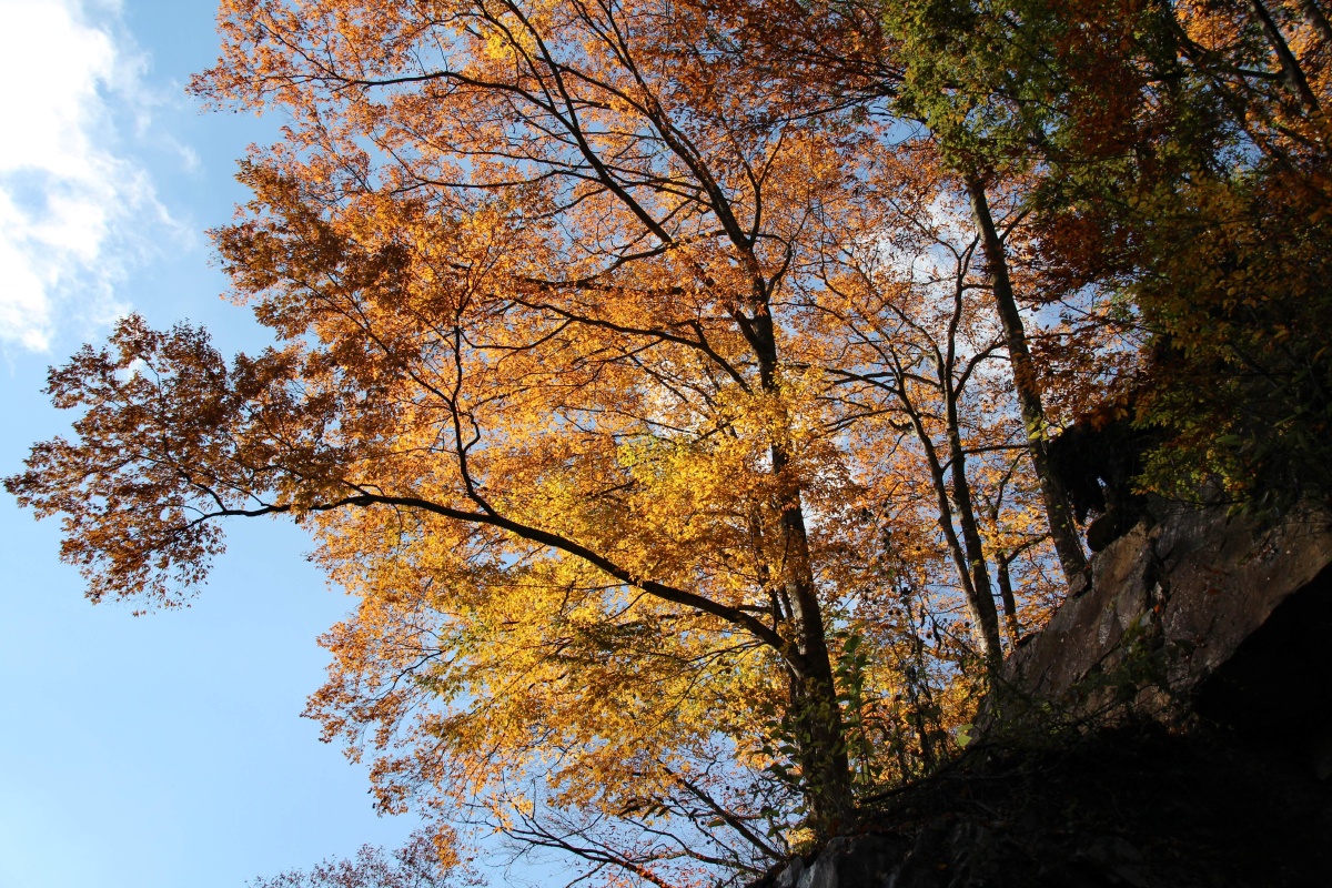 仰望蓝天的彩树