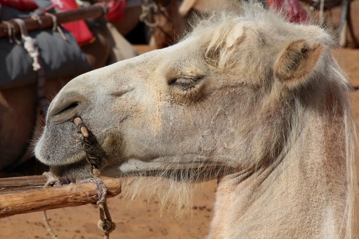 沙坡头的驼队一只骆驼正卧在沙上等着游客