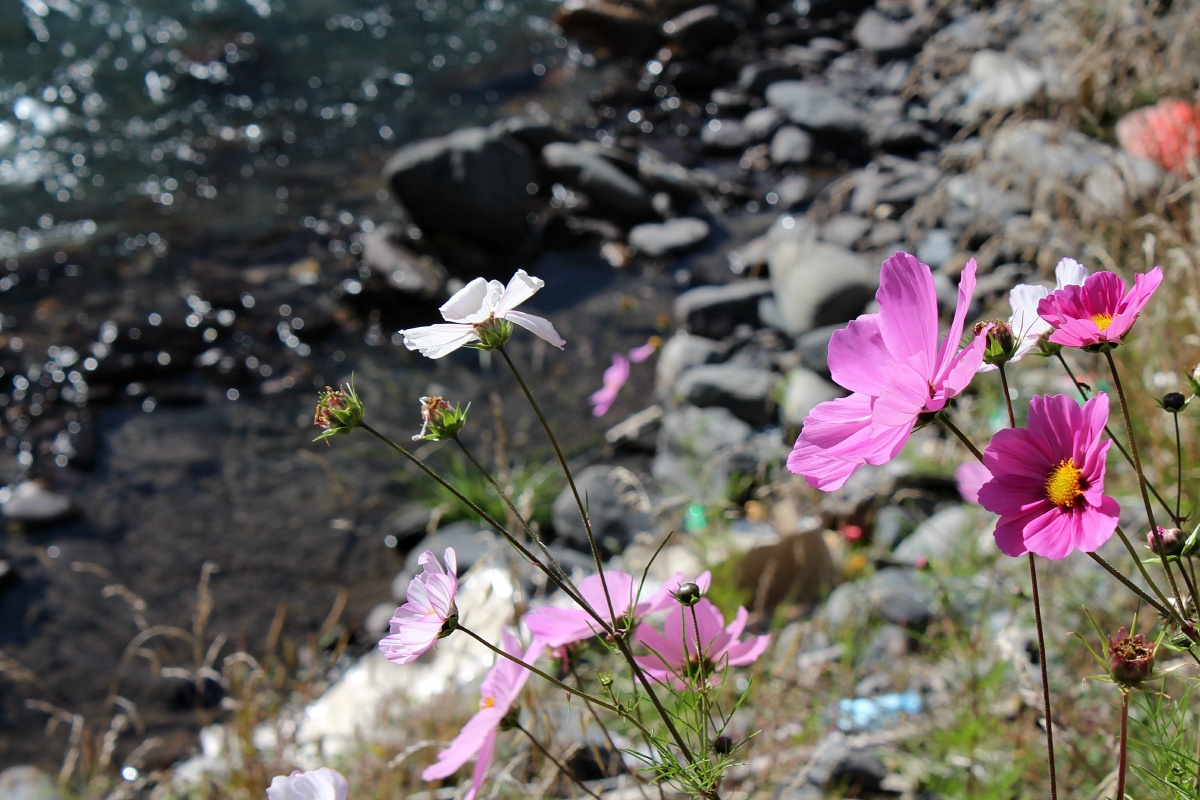 河边盛开的格桑花
