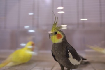 6177
