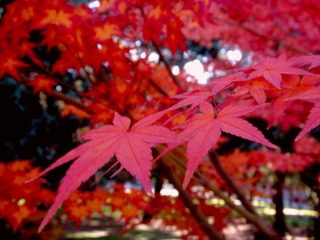 DSC01081_副本.jpg