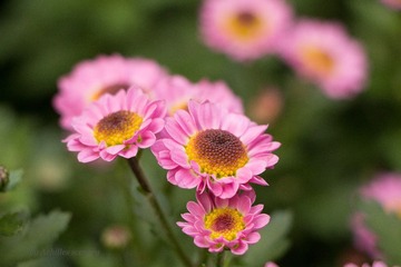IMG_1053-8 (20 - 3).jpg