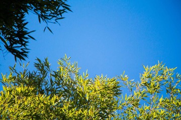 IMG_1057 (54 - 83)