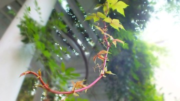 DSCF2436_副本.jpg