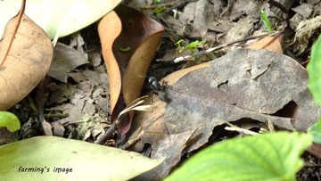 DSCF0131_ps.jpg