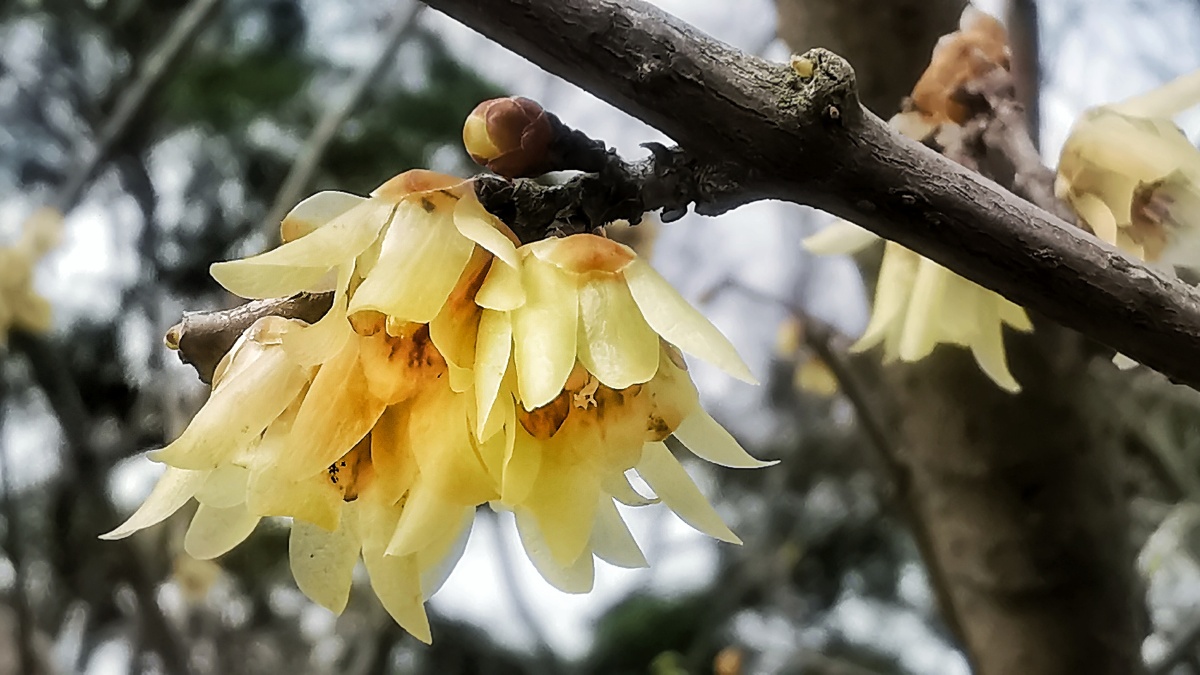 蜡梅花摄于温州市