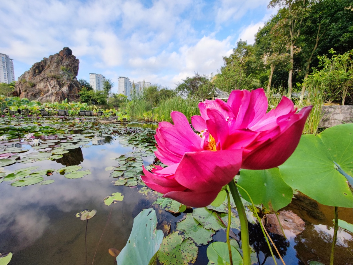 中国红荷花摄于温州