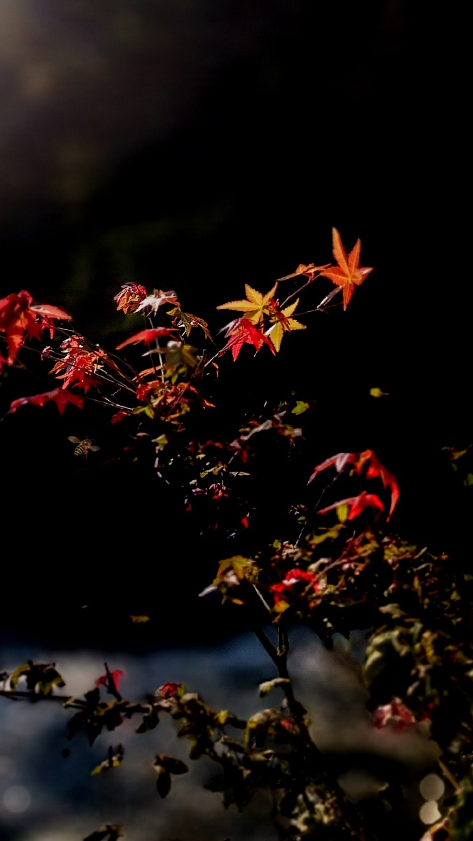 枫叶红摄于温州市鹿城区