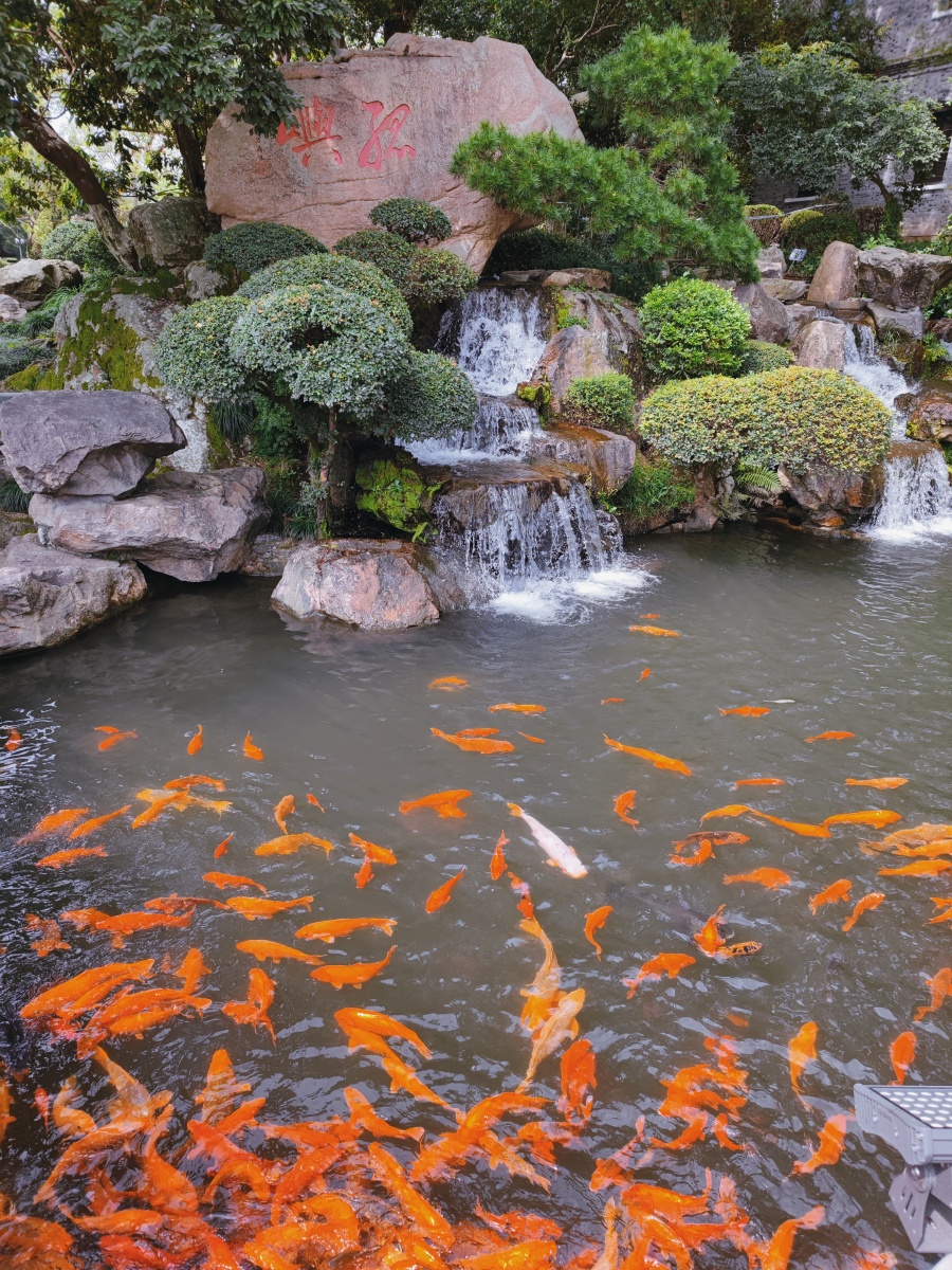 小鱼池摄于温州江心屿旅游区