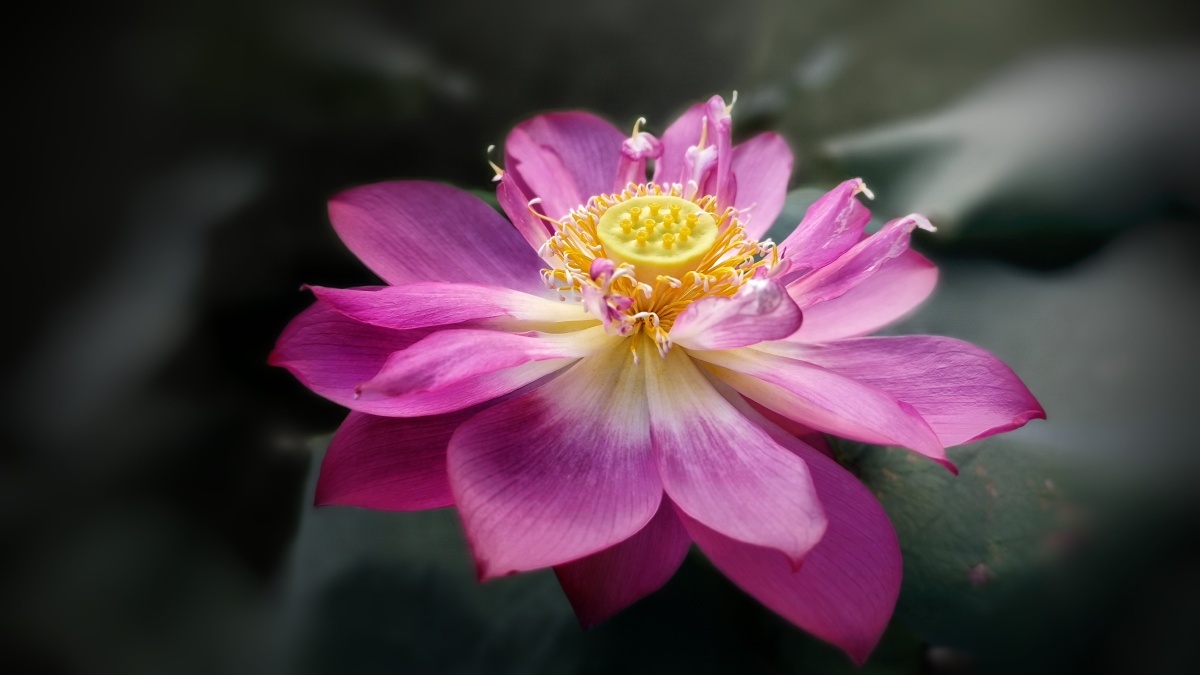 粉红色荷花摄于温州市鹿城区