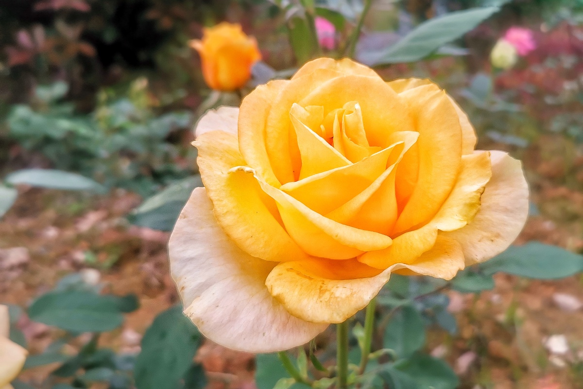 月季花摄于温州市鹿城区