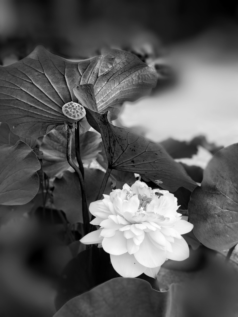 黑白荷花摄于温州市杨府山