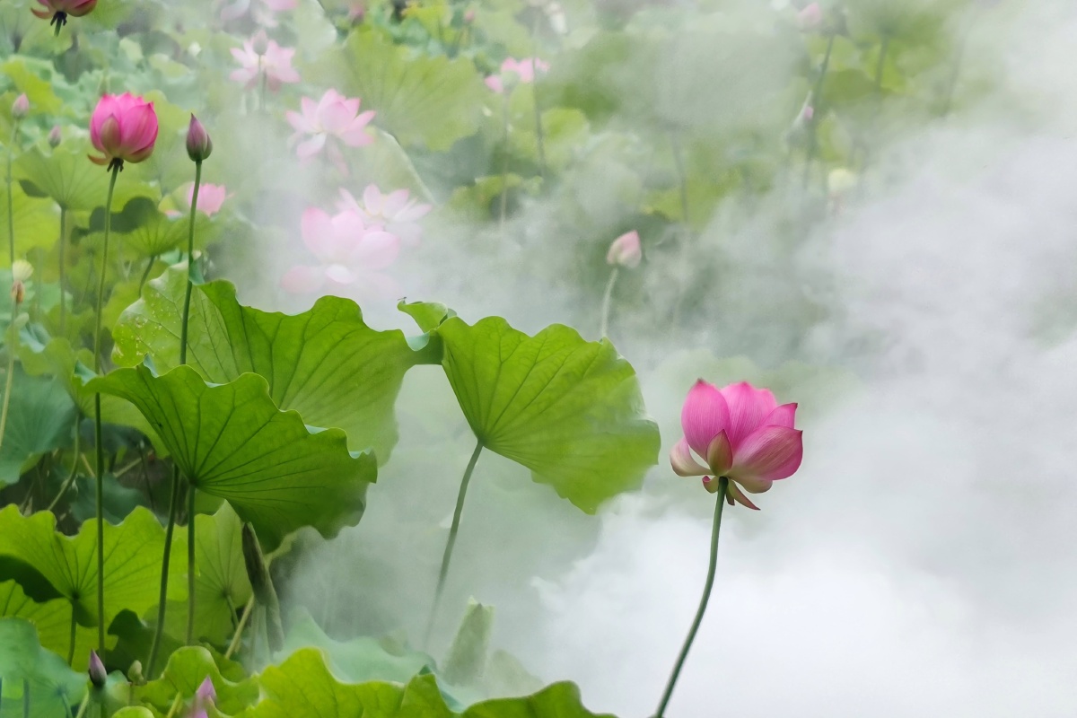 烟雾缭绕荷花池摄于温州白鹿洲