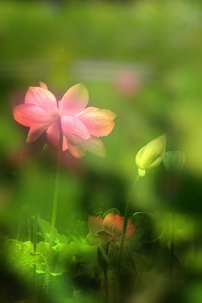 唯美的荷花池摄影温州市鹿城区