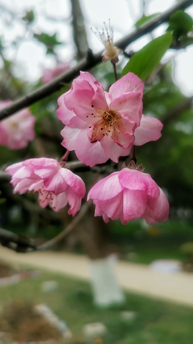 海棠花摄于温州市鹿城区