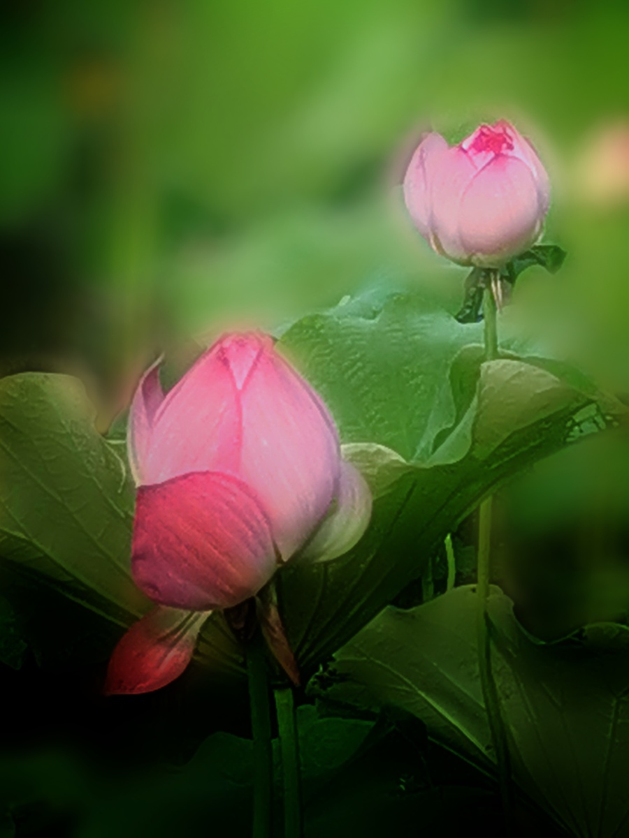 荷花摄于温州市鹿城区