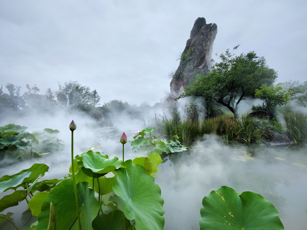 《唯美的荷花池》摄于,温州杨府山