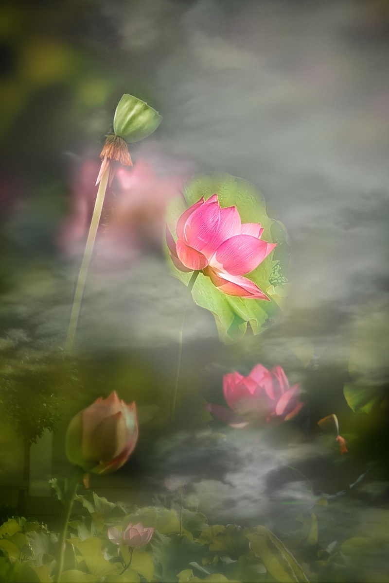朦胧美《荷花池》摄影,温州市鹿城区 - 三横一竖反之一样