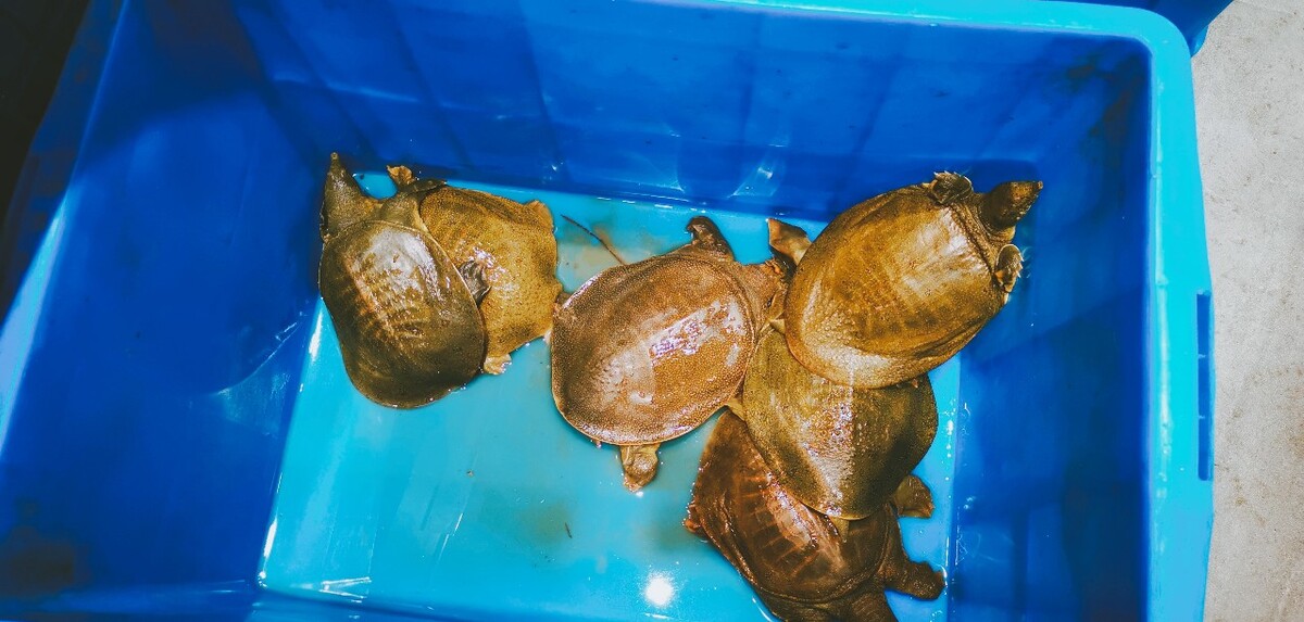 漳州乌龟养殖场,越南种石钱龟销售渠道比以前多了很多
