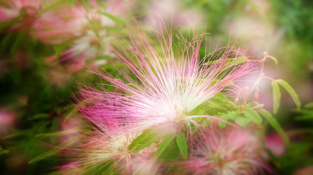 合欢花摄于温州市鹿城区