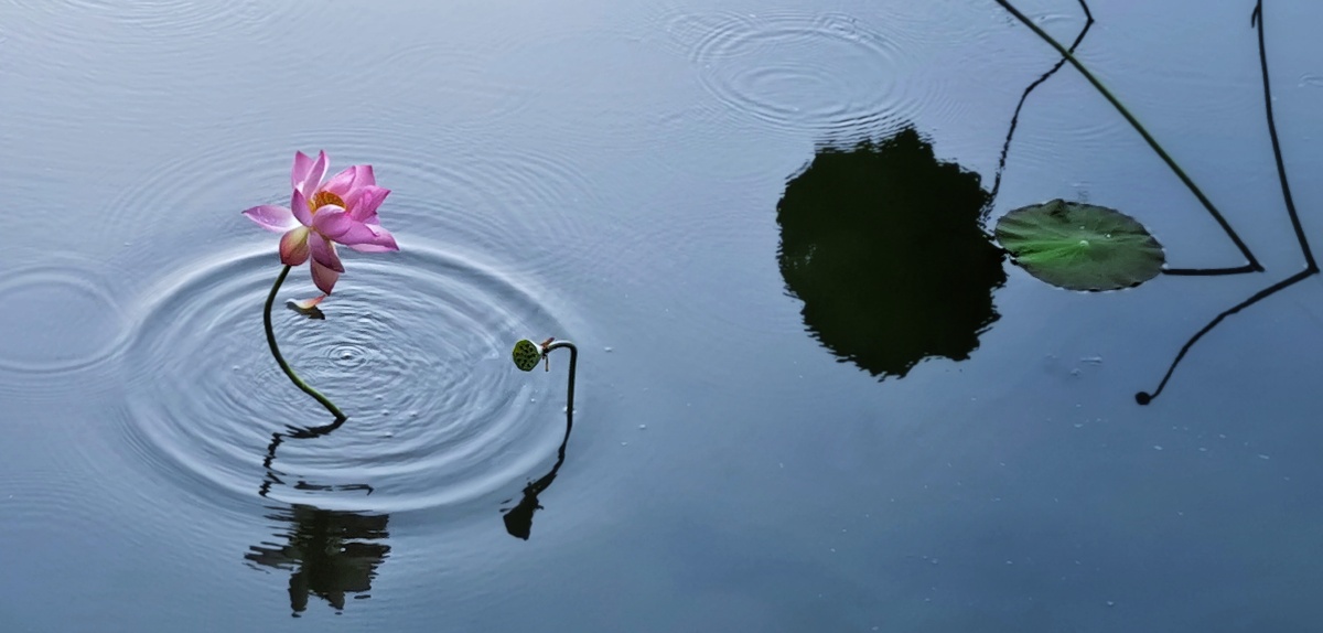 荷花倒影摄于温州市鹿城区