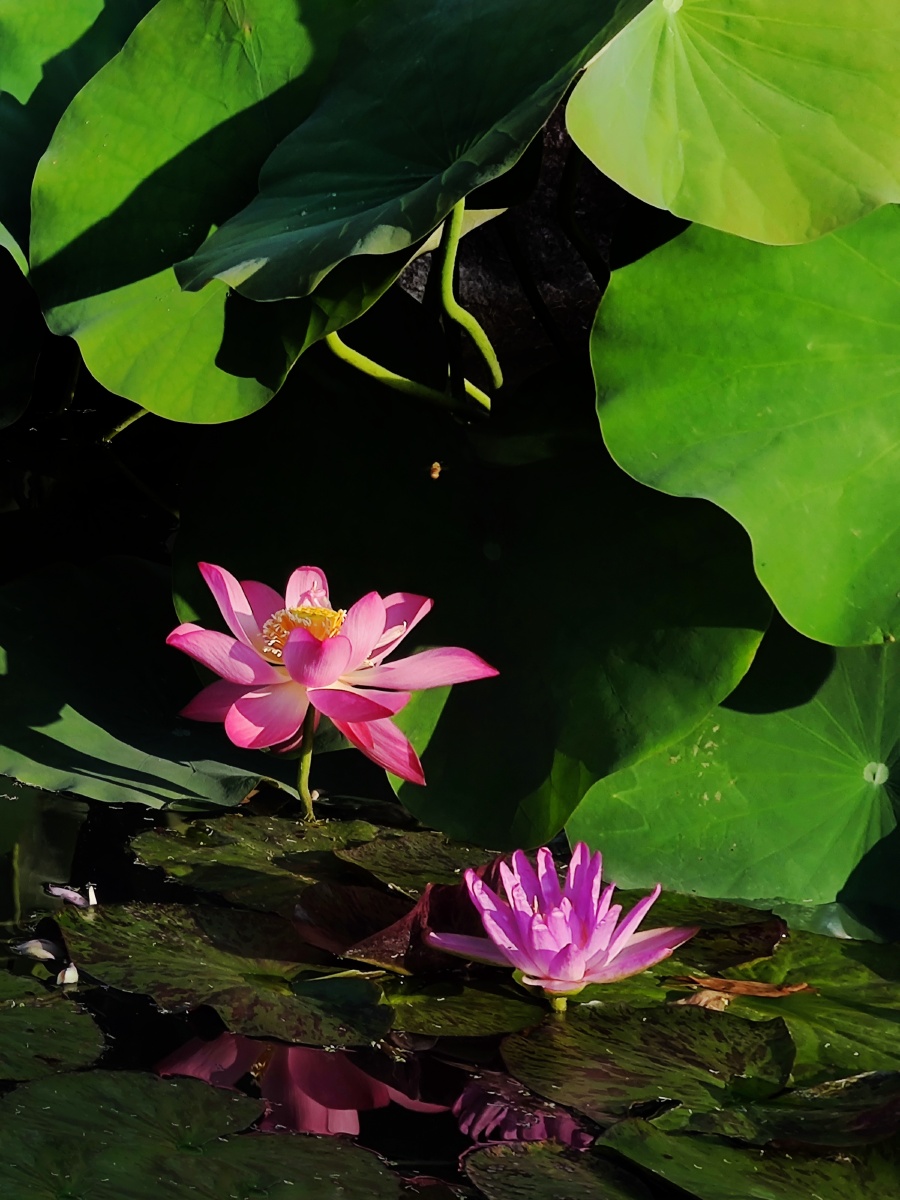 荷花池摄于温州杨府山