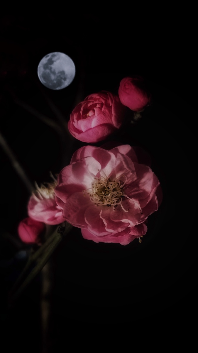 月光下红梅摄于温州市鹿城区