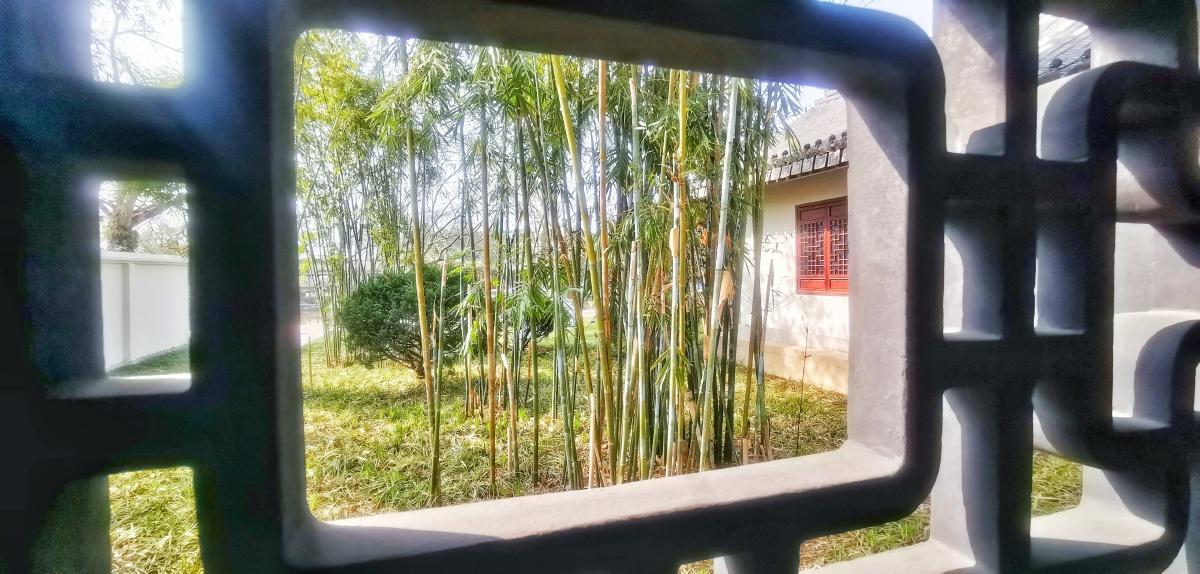 窗外的竹林摄于温州市鹿城区