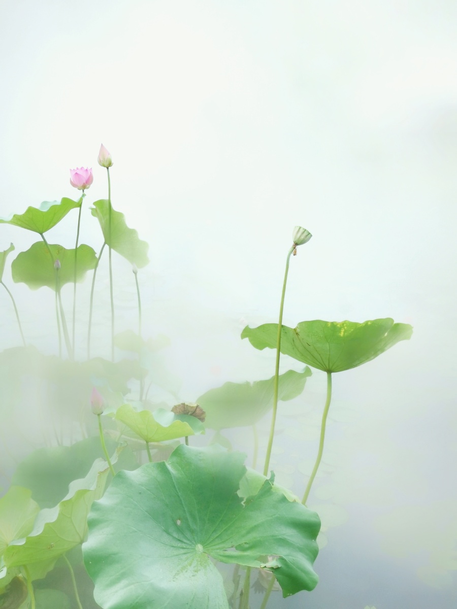 烟雾缭绕荷花摄于温州市杨府山