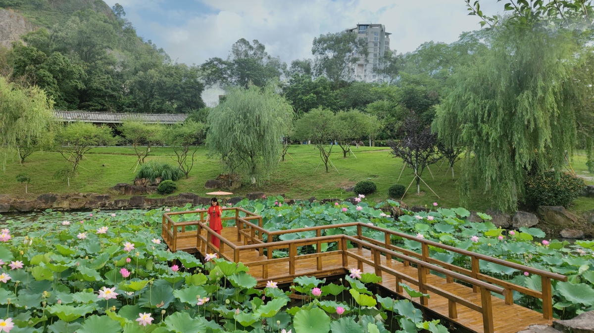 杨府山公园荷花池摄于温州杨府山