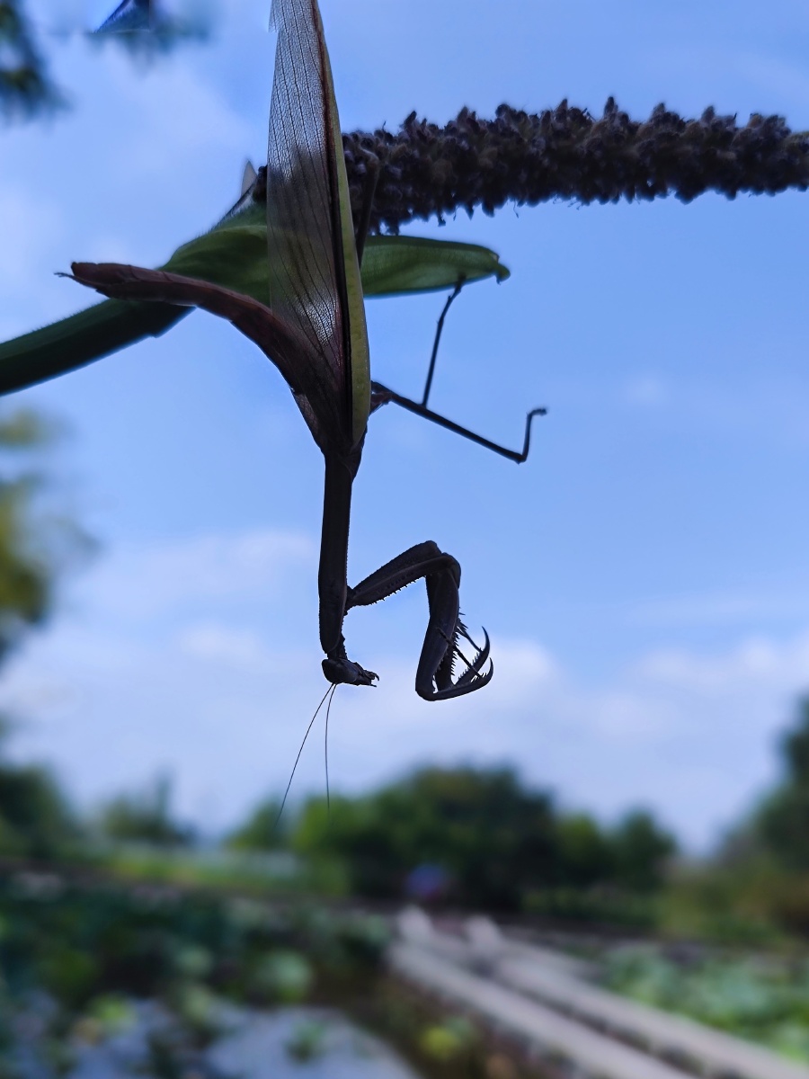 剪影《倒挂螳螂》摄于,温州 - 三横一竖反之一样 - 图虫