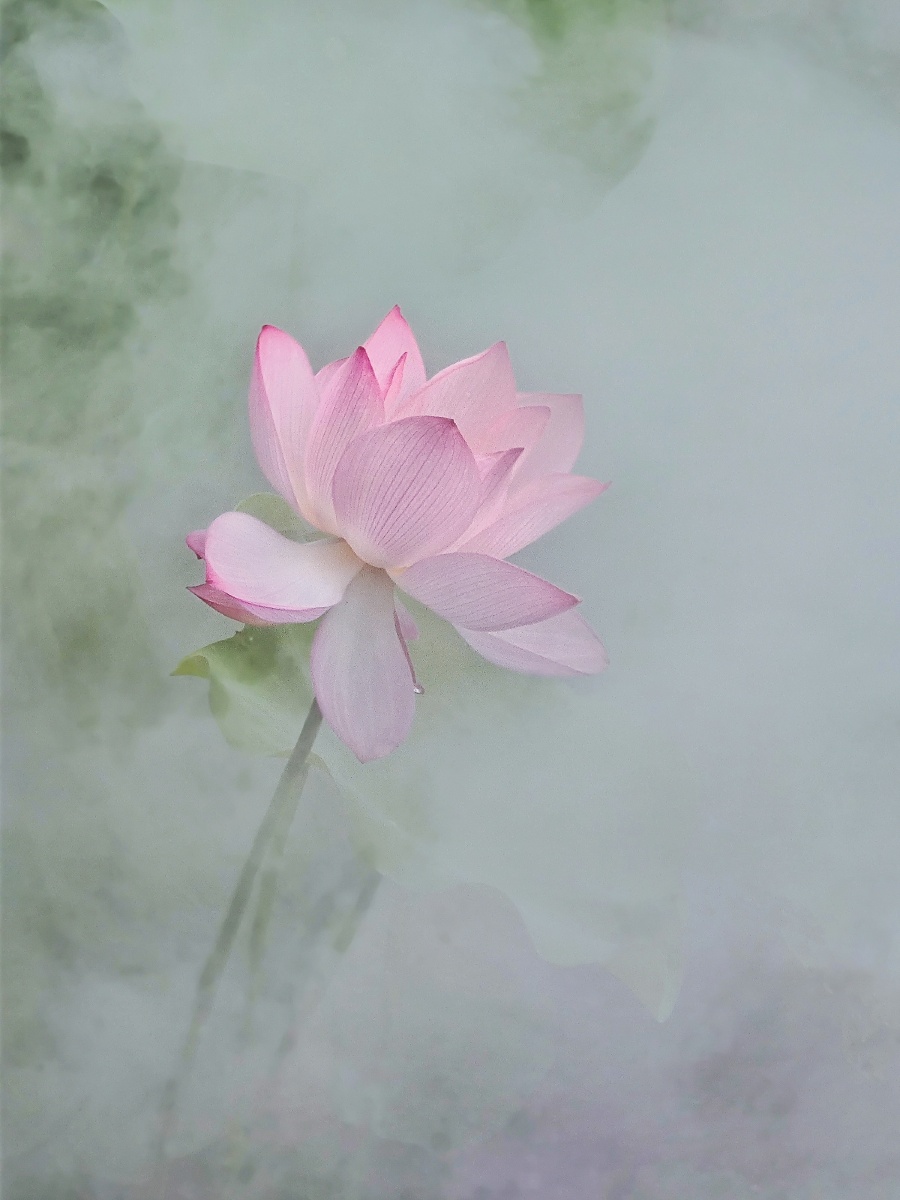 朦胧美荷摄于温州白鹿洲