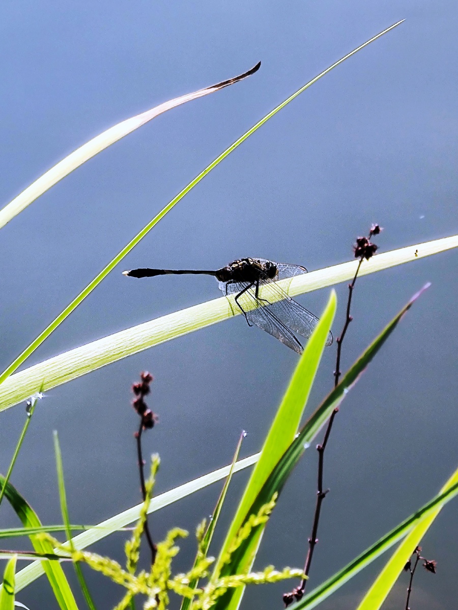 蜻蜓摄于温州杨府山
