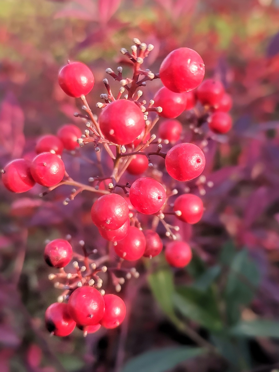 红果子摄于温州市鹿城区