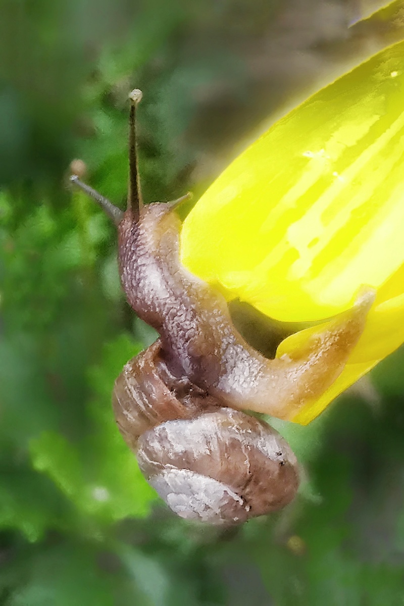 蜗牛爬上来摄于温州市鹿城区
