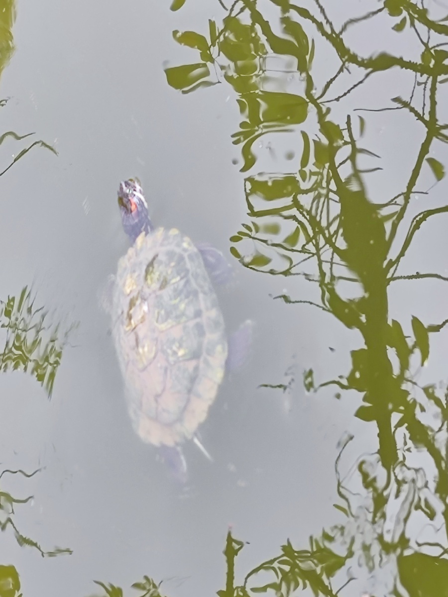 乌龟游泳摄于温州江心屿旅游区