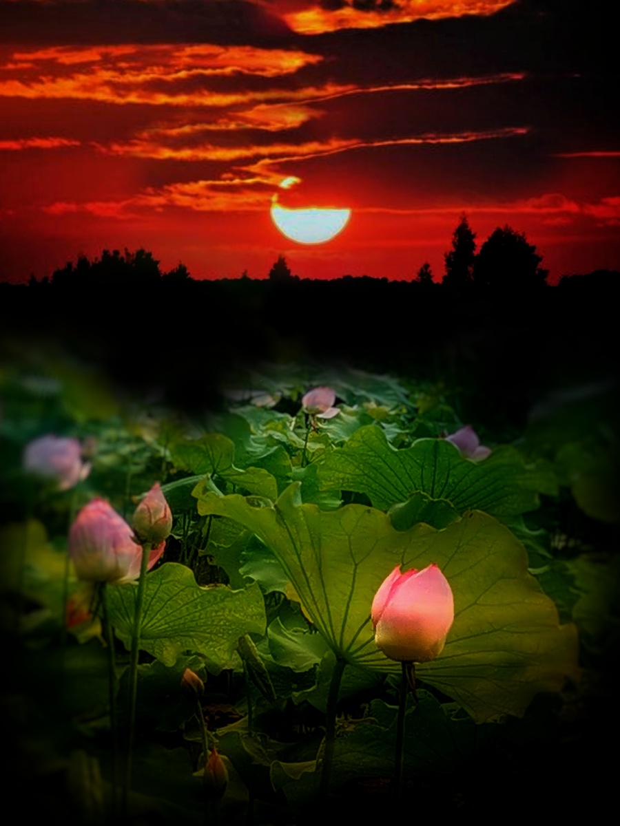 夕阳西下巜荷花池摄影温州市鹿城区