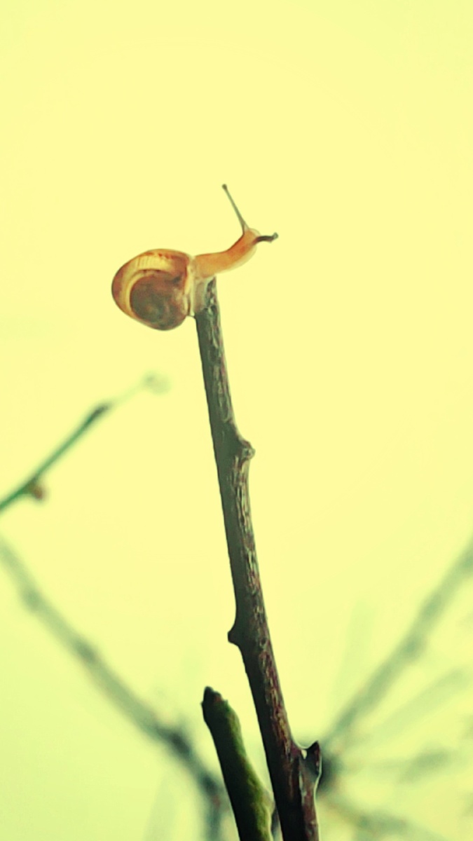 蜗牛爬树枝摄于温州